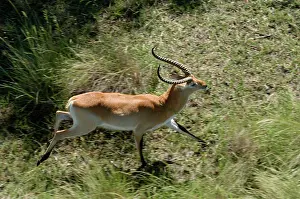 Lechwes: Red Lechwe - Aerial view of Red Lechwe Running