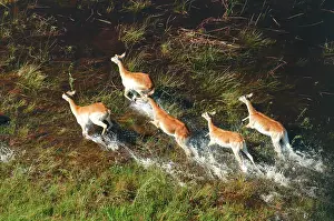 Lechwes: Red Lechwe - Aerial view of Red Lechwe Running in water