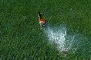 Lechwes: Red Lechwe - Aerial view of Red Lechwe Running in water
