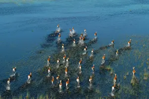 Lechwes: Red Lechwe - Aerial view of Red Lechwe Running in water