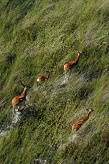 Lechwes: Red Lechwe - Aerial view of Red Lechwe Running in water