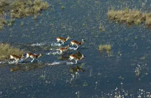 Lechwes: Red Lechwe - Aerial View of Red Lechwe running in water