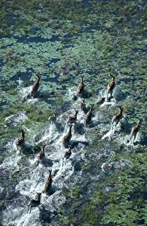 Lechwes: Red Lechwe - Aerial view of Red Lechwe Running in water