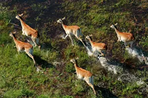 Lechwes: Red Lechwe - Aerial view of Red Lechwe Running in water