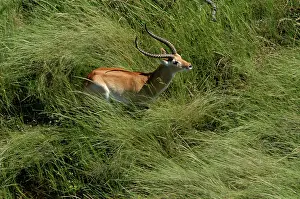 Lechwes: Red Lechwe - Aerial view of Red Lechwe standing in water
