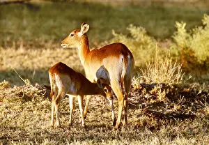 Chris Harvey: RED LECHWE - and fawn