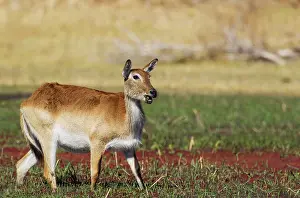 Delta: Red Lechwe - female - feeding in a freshwater marsh