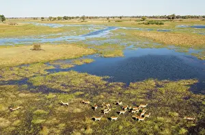 Gomoti: Red Lechwe herd in the freshwater marshland at the