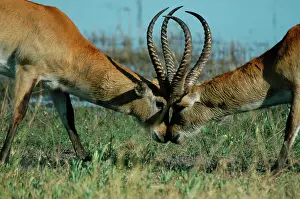 Lechwes: Red Lechwe - Two Male Red Lechwe Fighting