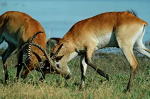 Lechwes: Red Lechwe - Two Male Red Lechwe Fighting