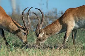 Lechwes: Red Lechwe - Two males Fighting