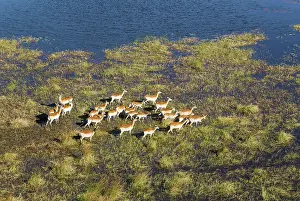 Lechwes: Red Lechwe roaming in a freshwater marsh aerial view