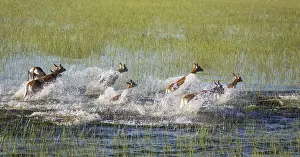 Kobus: Red Lechwe - running in a freshwater marsh - aerial