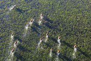 Kobus: Red Lechwe - running in a freshwater marsh - aerial