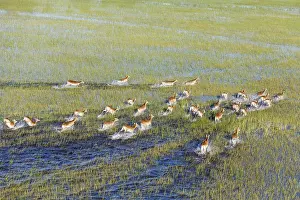 100817: Red Lechwe - running in a freshwater marsh - aerial