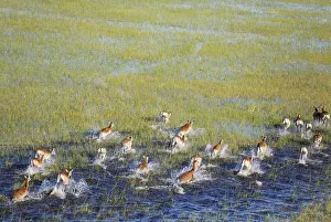 100817: Red Lechwe - running in a freshwater marsh - aerial