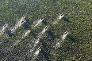 100817: Red Lechwe - running in a freshwater marsh - aerial