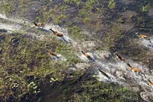 Kobus: Red Lechwe running in a freshwater marsh aerial view