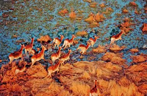 Lechwes: Red Lechwe - Running across lagoon