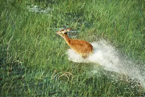 Chris Harvey: RED LECHWE - running in water