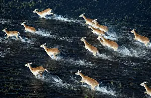 Lechwes: Red Lechwe - Running in water, Aerial view