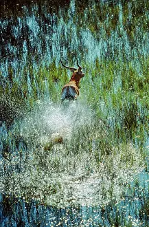 Lechwes: Red Lechwe - Splashing through the lagoon