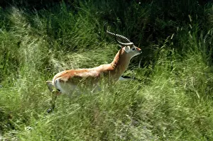 Lechwes: Red Lechwe - view of Red Lechwe Running