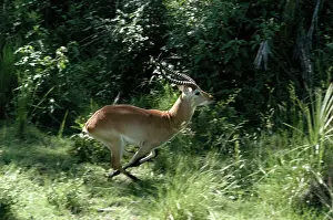 Lechwes: Red Lechwe - view of Red Lechwe Running