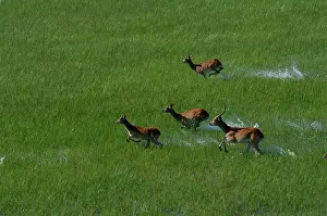 Lechwes: Red Lechwe - view of Red Lechwe Running in water