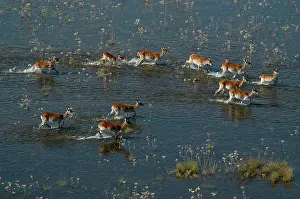 Lechwes: Red Lechwe - View of Red Lechwe Running in water