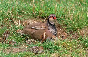 Alectoris: Red-leggd Partridge - adult with young