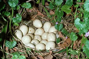 Alectoris: Red-leggd Partridge - nest with eggs
