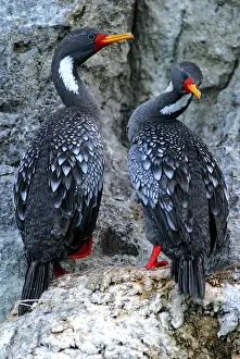 Provincia: Red-legged cormorant (Phalacrocorax gaimardi) on