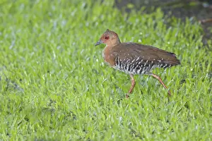Crake: Red-legged Crake Rallina fasciata Singapore BI031683