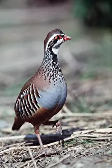 Introduced: RED-LEGGED / FRENCH PARTRIDGE