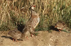 Alien: Red-legged / French PARTRIDGE - adult with chicks