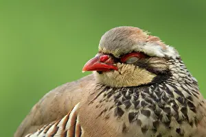 Norfolk: Red legged or French partridge (Alectoris rufa)