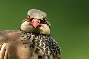 Norfolk: Red legged or French partridge (Alectoris rufa)
