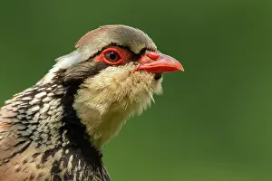 Norfolk: Red legged or French partridge (Alectoris rufa)