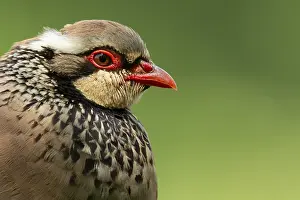 Partridge: Red legged or French partridge (Alectoris rufa) adult bird