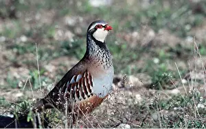 Alien: Red-legged / French PARTRIDGE - on ground