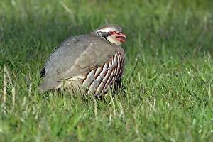 Alectoris: Red-Legged / French Partridge - male calling in meadow