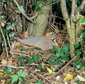 Alectoris: Red-legged / French PARTRIDGE - on nest