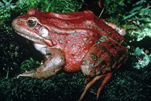 Blooded: Red-Legged Frog