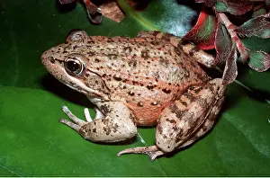 Ken Lucas: RED-LEGGED FROG - ON LEAF
