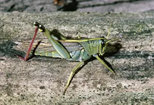 Rubrum: Red-legged grasshopper