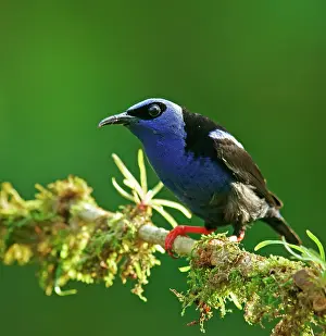 Cyaneus: The red-legged honeycreeper (Cyanerpes cyaneus)