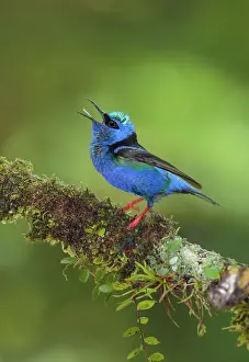 Cyaneus: Red-legged honeycreeper Cyanerpes cyaneus Adult male