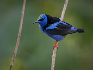 Panama: Red-legged Honeycreeper (Cyanerpes cyaneus), male