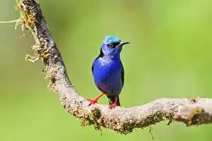 Cyaneus: Red-legged Honeycreeper (male)